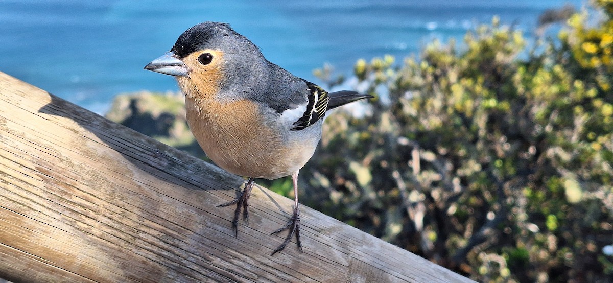 Canary Islands Chaffinch - ML634808537