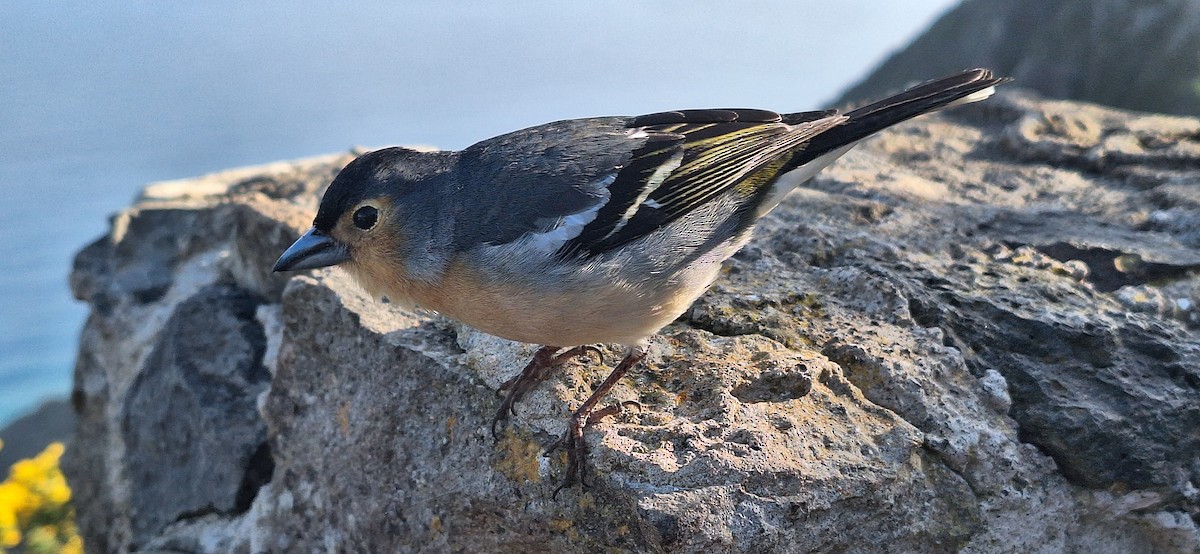 Canary Islands Chaffinch - ML634808538