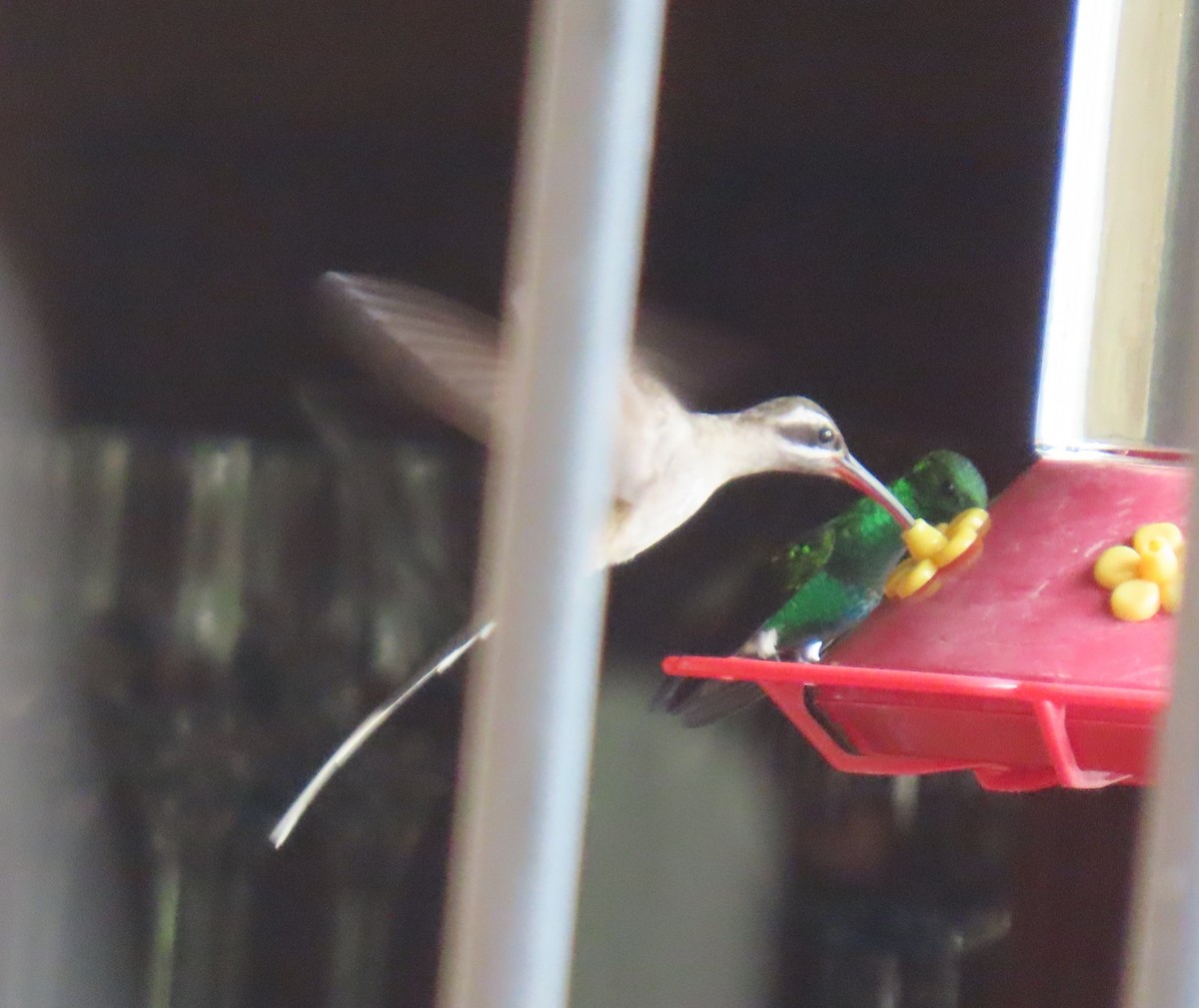 Sooty-capped Hermit - ML634808595