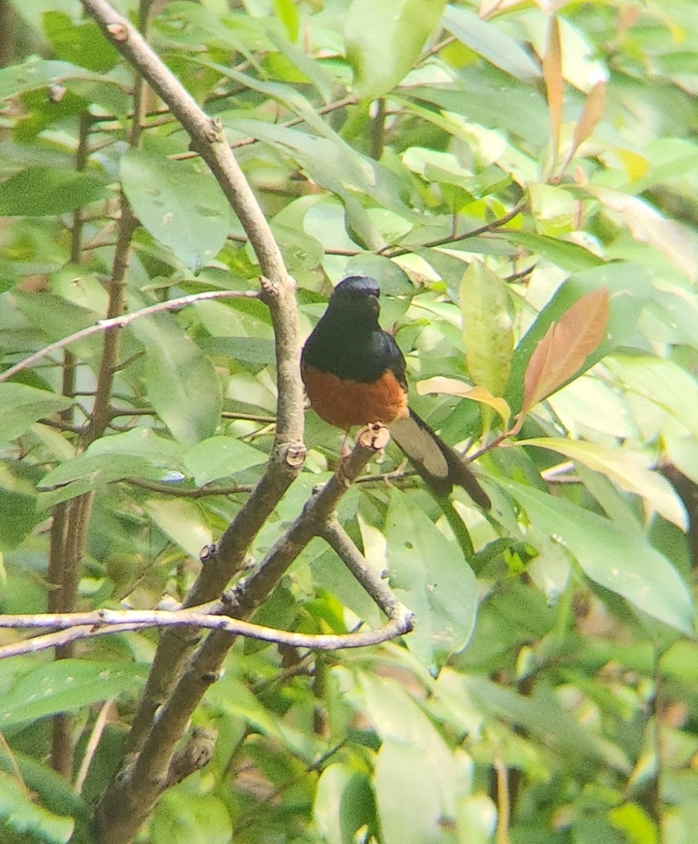 White-rumped Shama - ML634808730