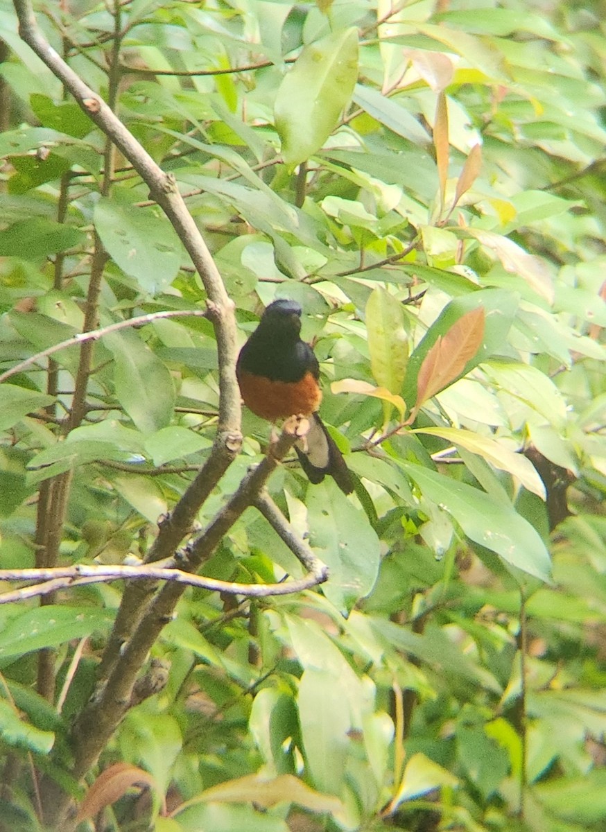 White-rumped Shama - ML634808731