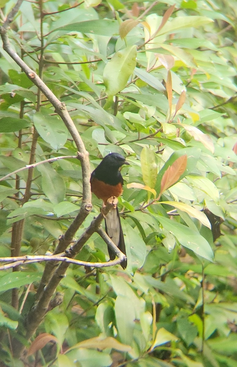 White-rumped Shama - ML634808732