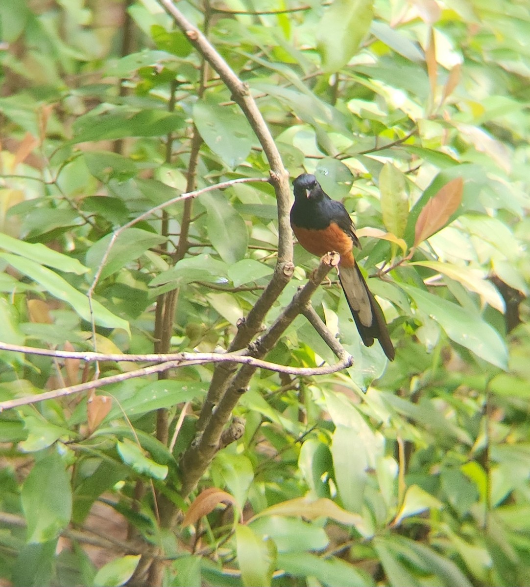 White-rumped Shama - ML634808734