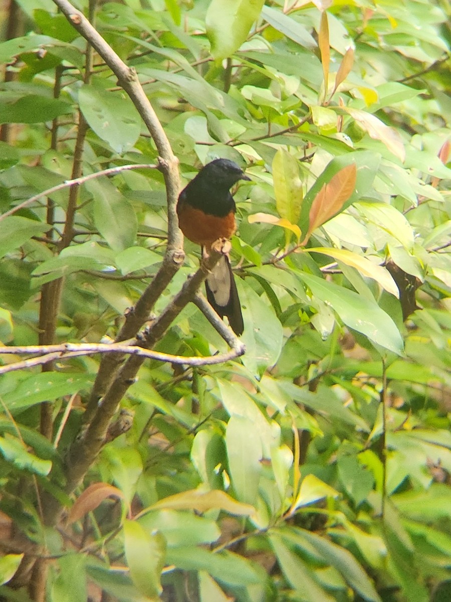 White-rumped Shama - ML634808736
