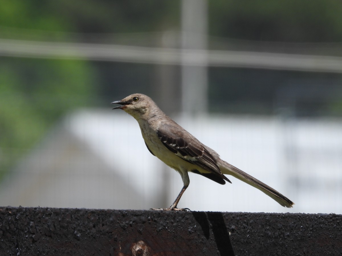 Northern Mockingbird - ML634808787