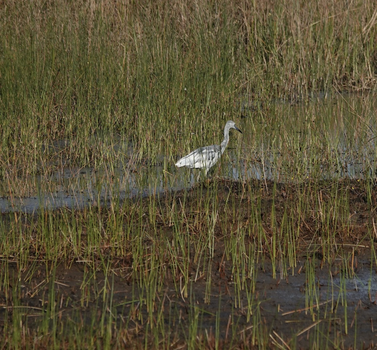 Little Blue Heron - ML634808797