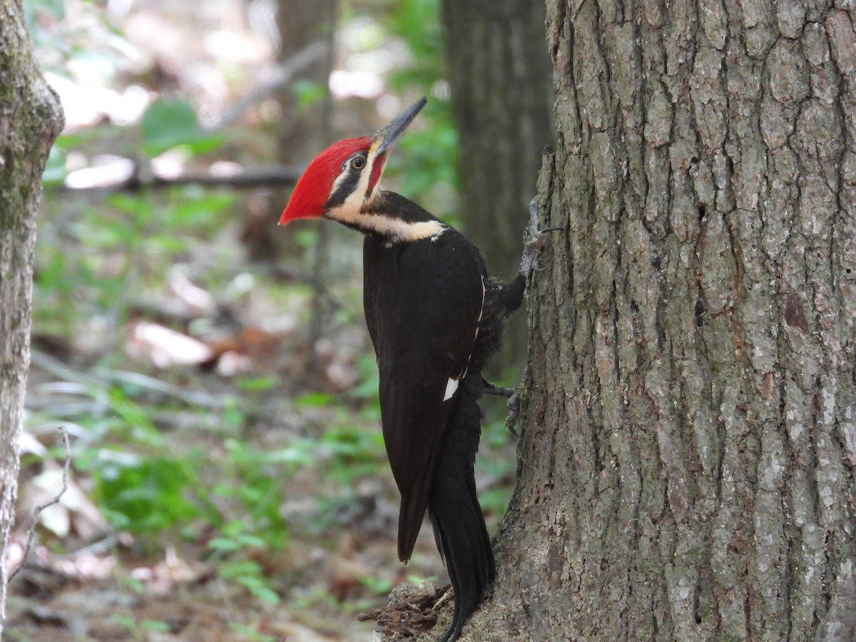 Pileated Woodpecker - ML634808804