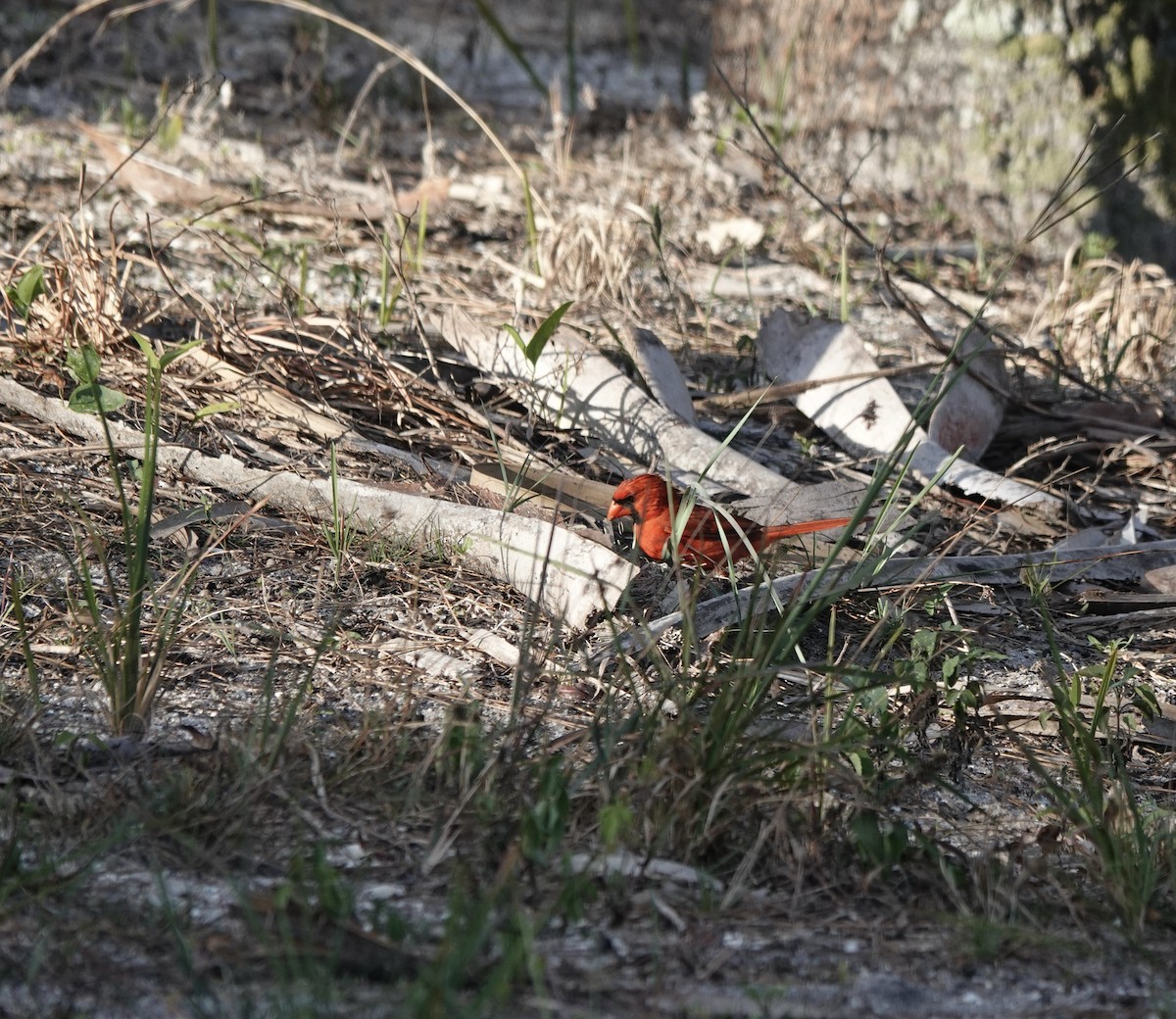 Northern Cardinal - ML634808827