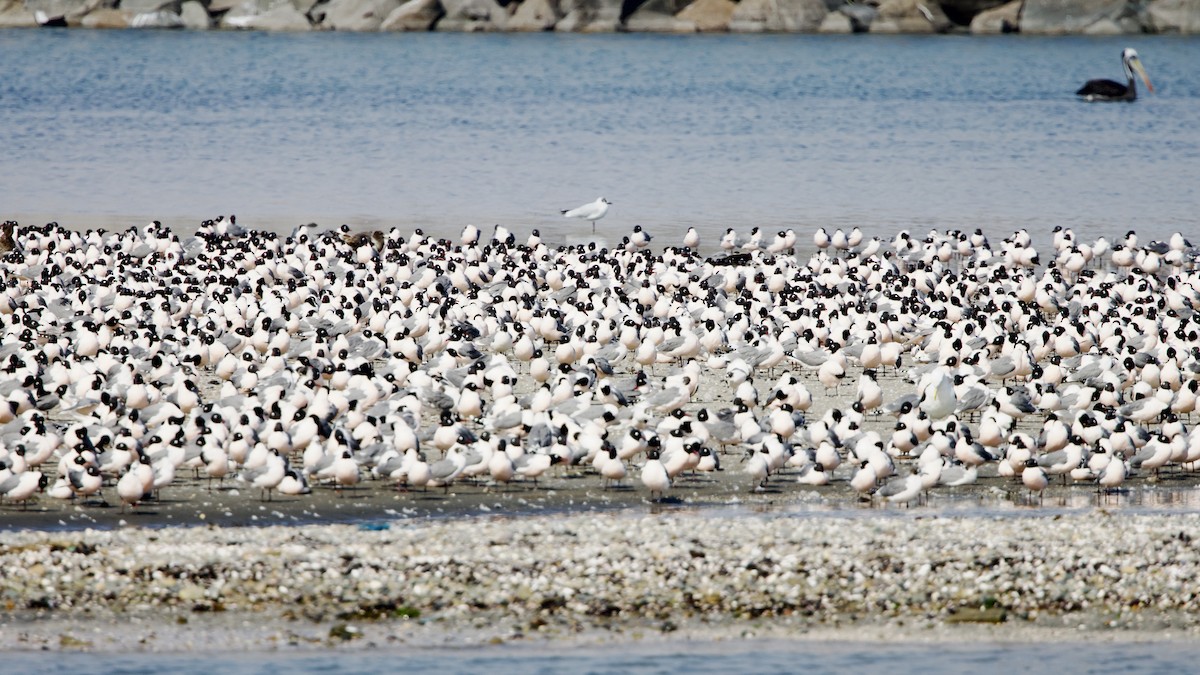 Franklin's Gull - Steve Bielamowicz