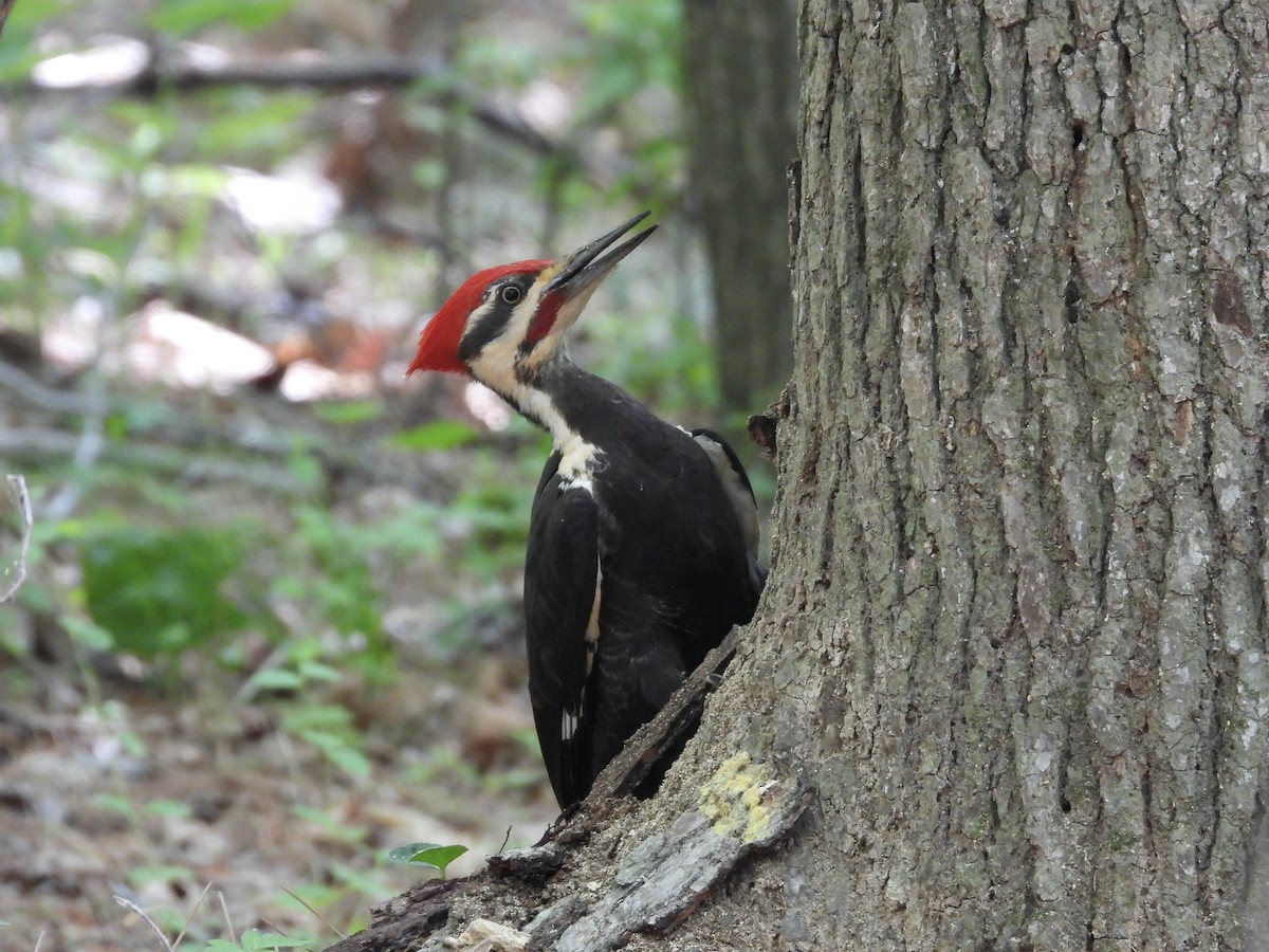 Pileated Woodpecker - ML634808845