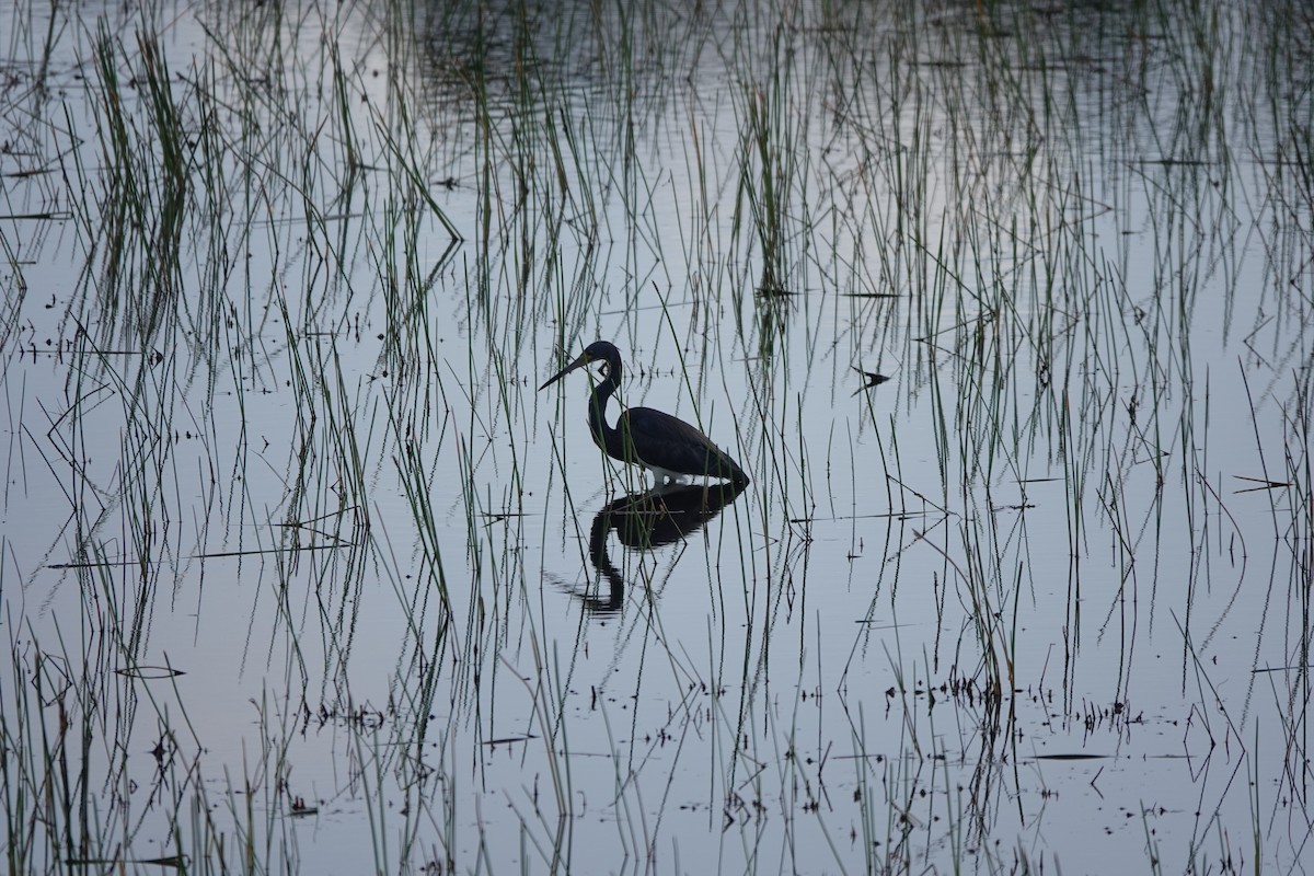Tricolored Heron - ML634808853
