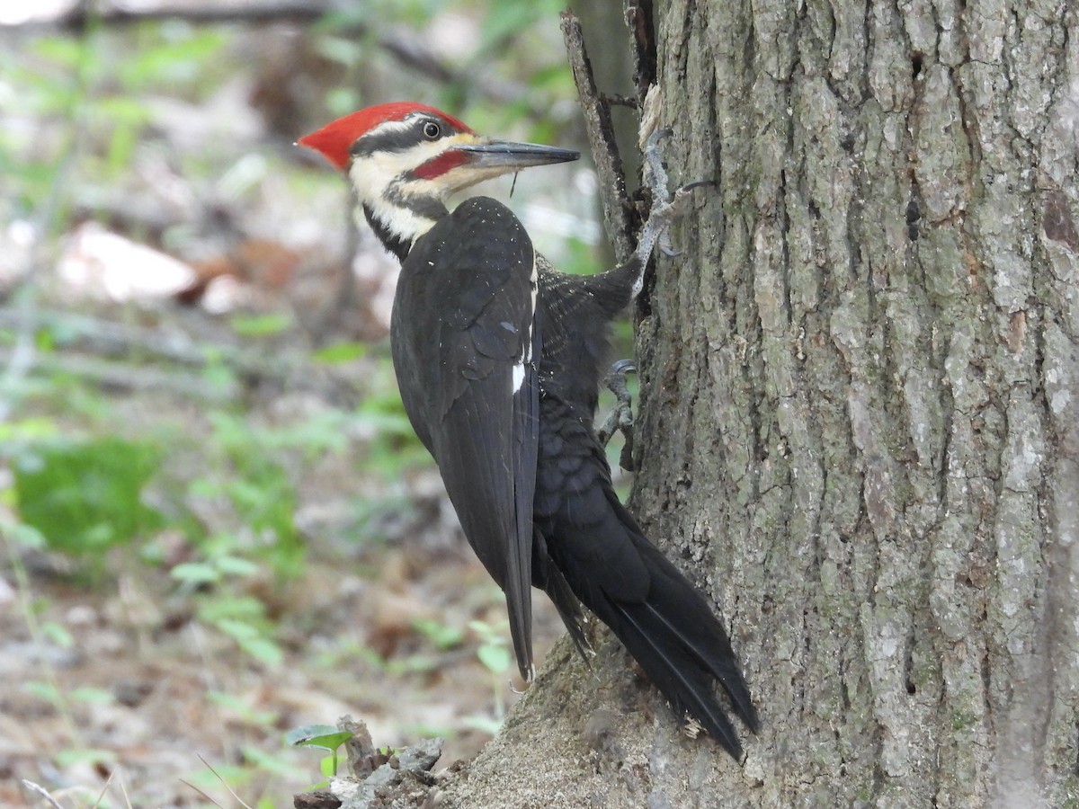 Pileated Woodpecker - ML634808858