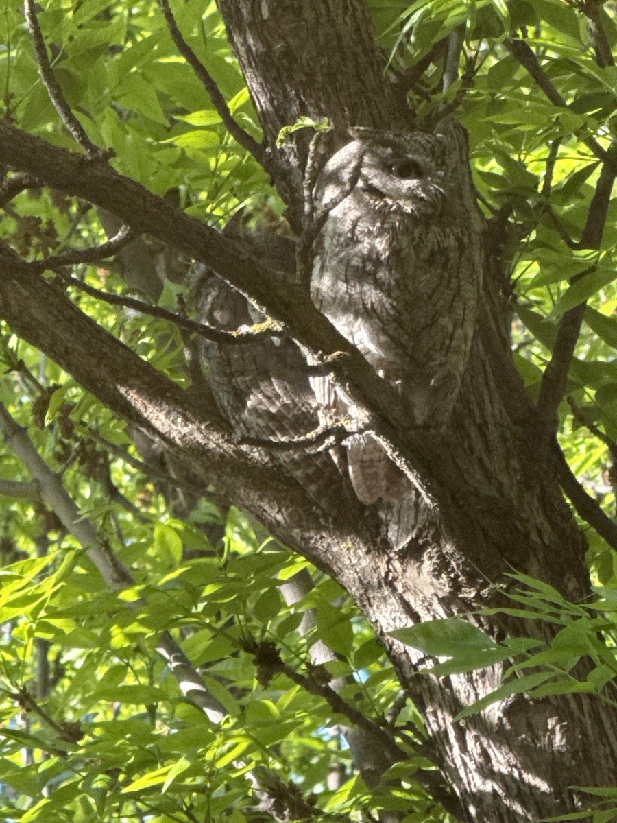 Western Screech-Owl - ML634808932