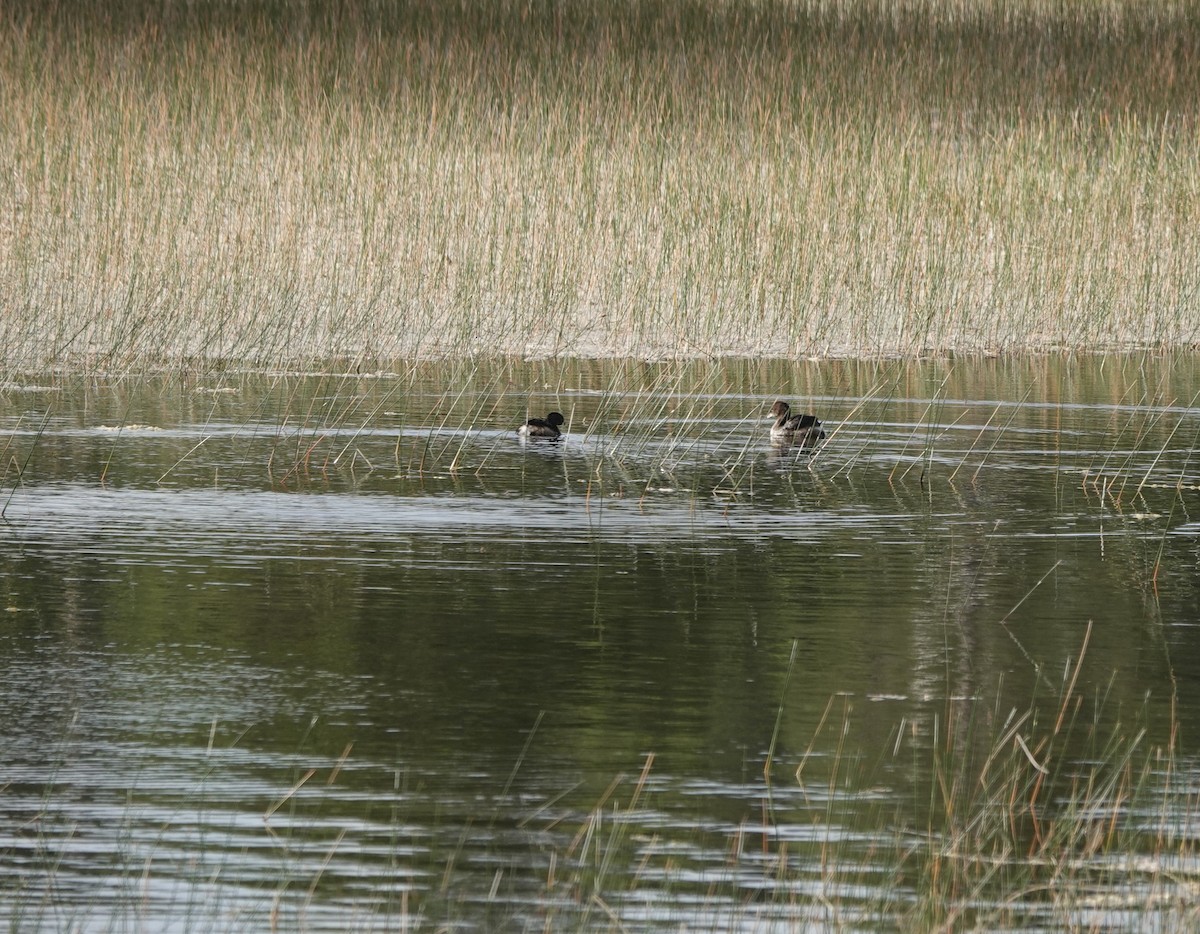 Pied-billed Grebe - ML634808955