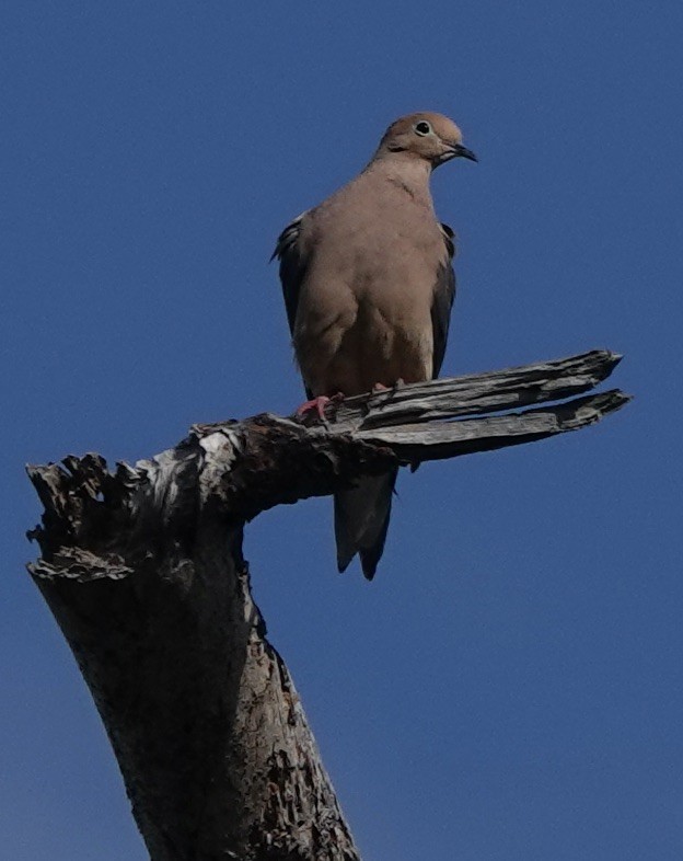 Mourning Dove - ML634809001