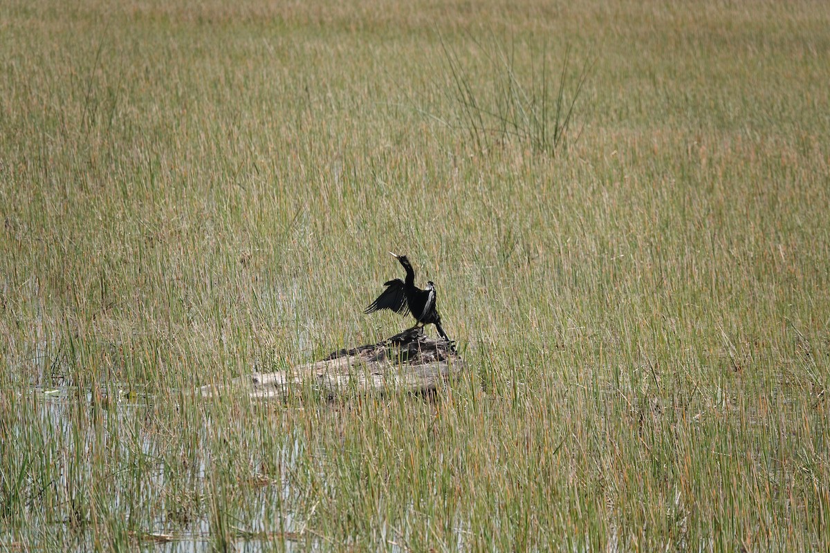Anhinga - ML634809036