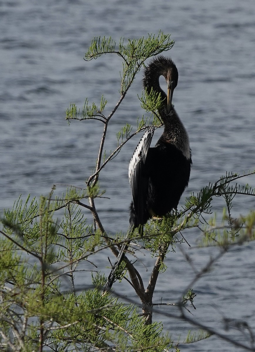Anhinga - ML634809067