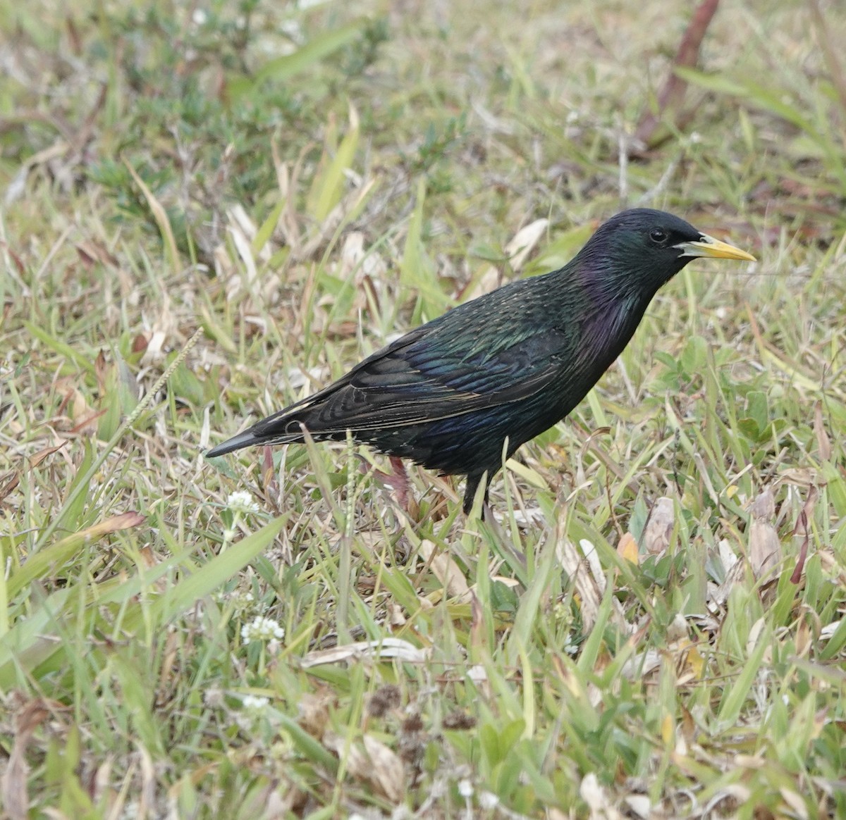 Хар тодол - ML634809130