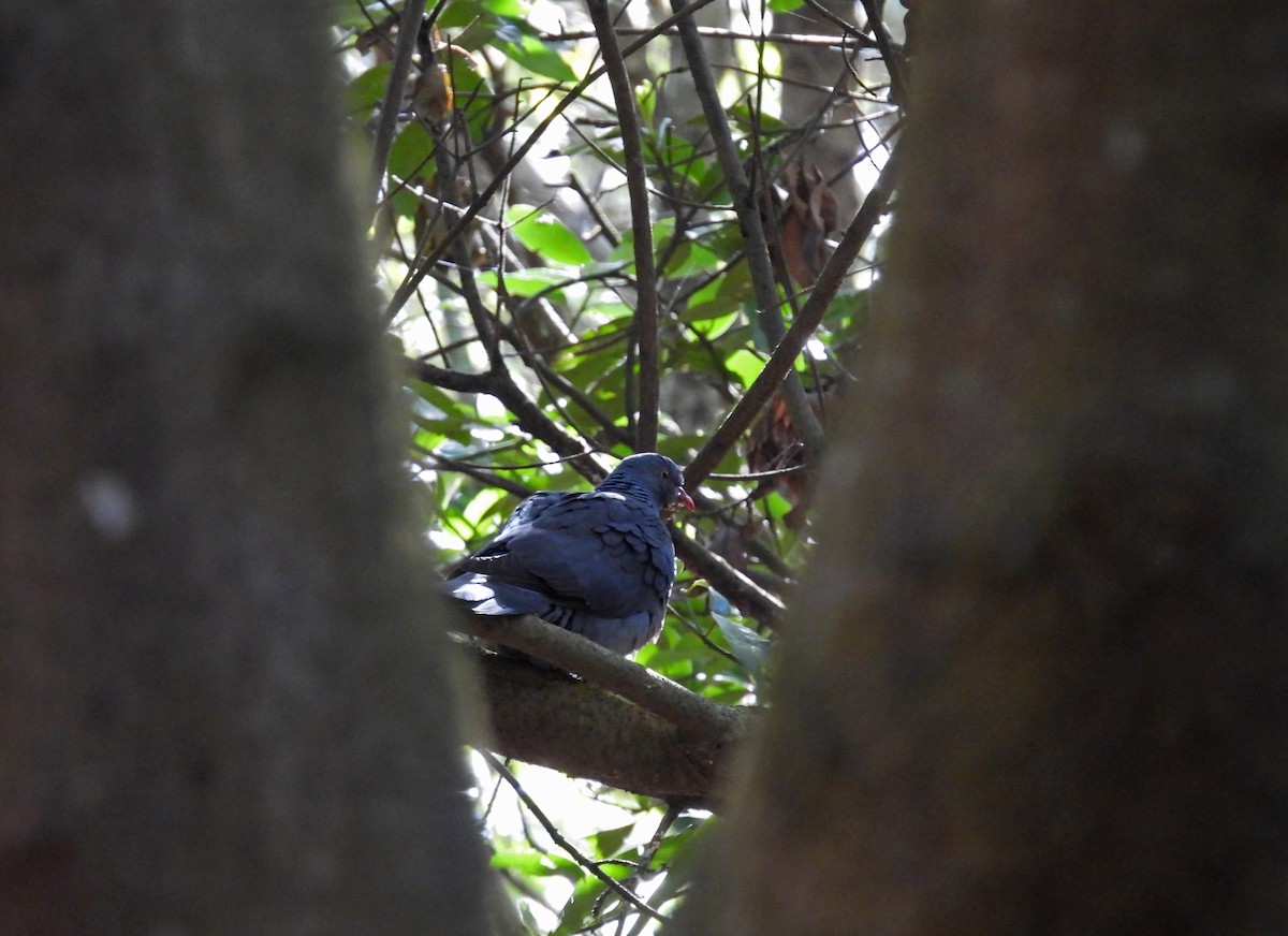 Bolle's Pigeon - ML634809139