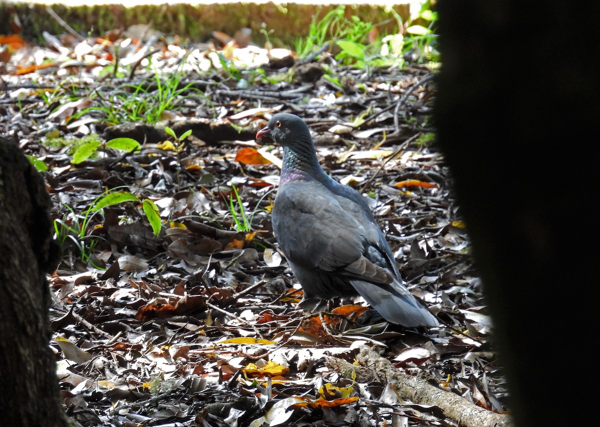 Bolle's Pigeon - ML634809496