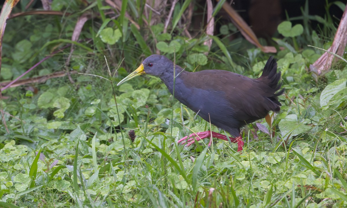 Blackish Rail - ML634809936