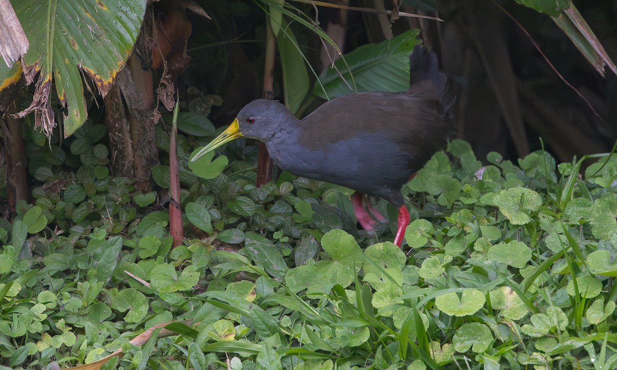 Blackish Rail - ML634809937
