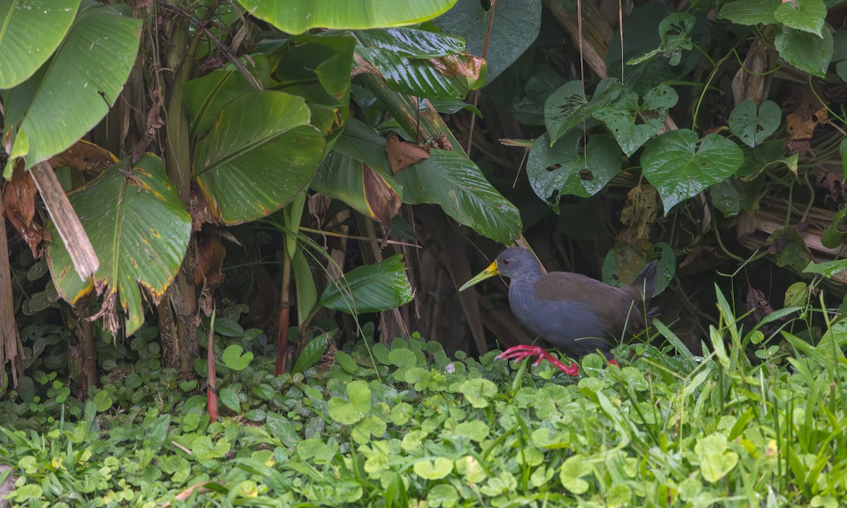 Blackish Rail - ML634809938