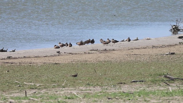 Blue-winged Teal - ML634810111
