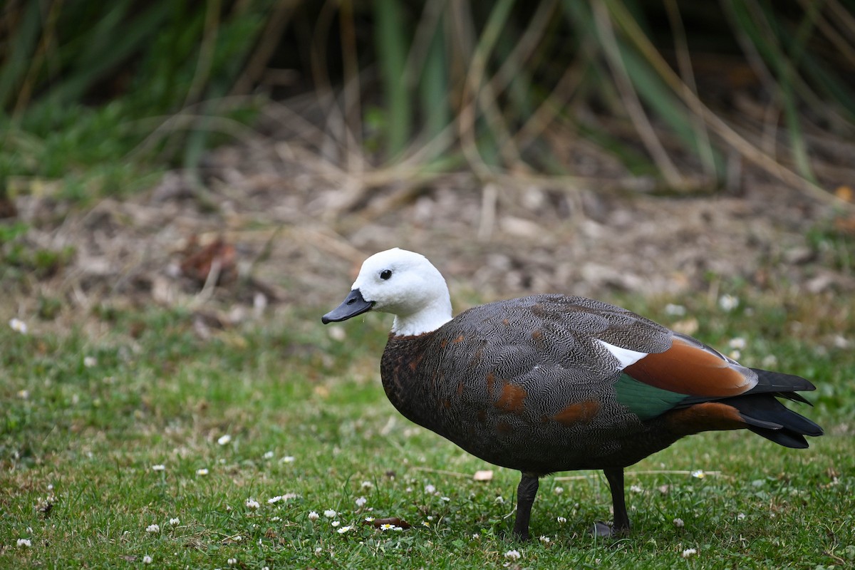 Paradise Shelduck - ML634810260