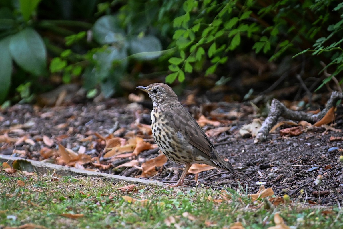 Song Thrush - ML634810298