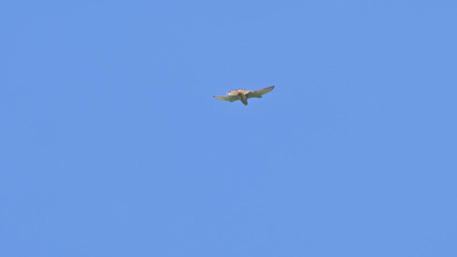Faucon crécerelle - ML634810330