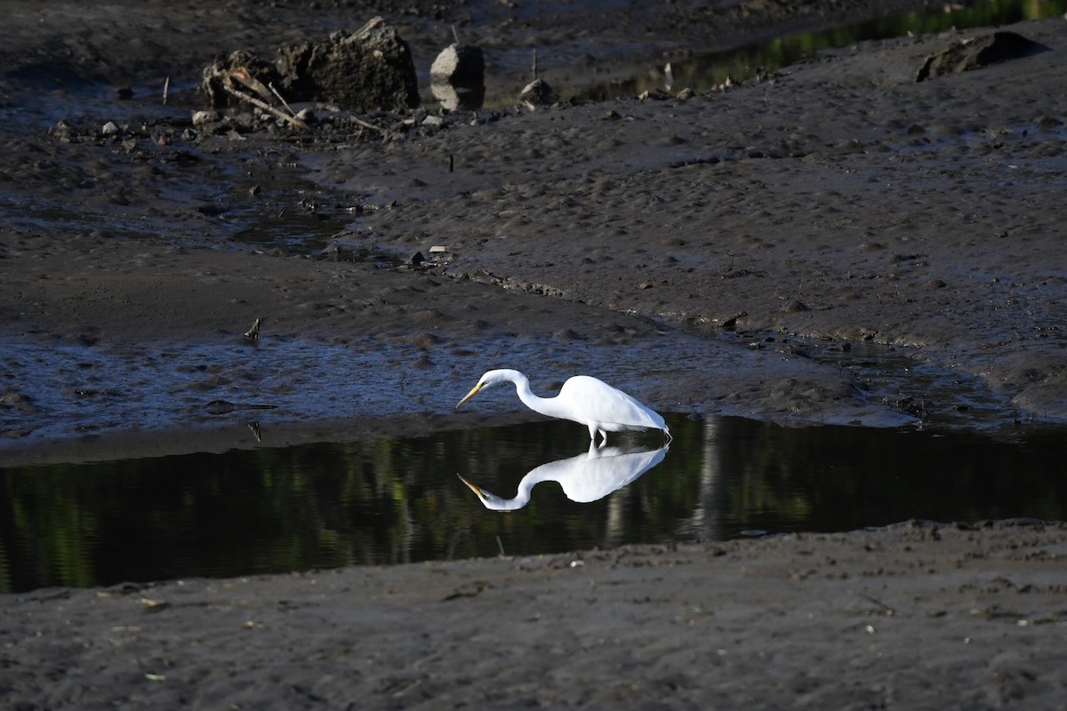 Цасч дэглий - ML634810369