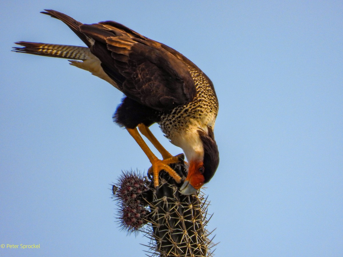 Crested Caracara (Northern) - ML634810503