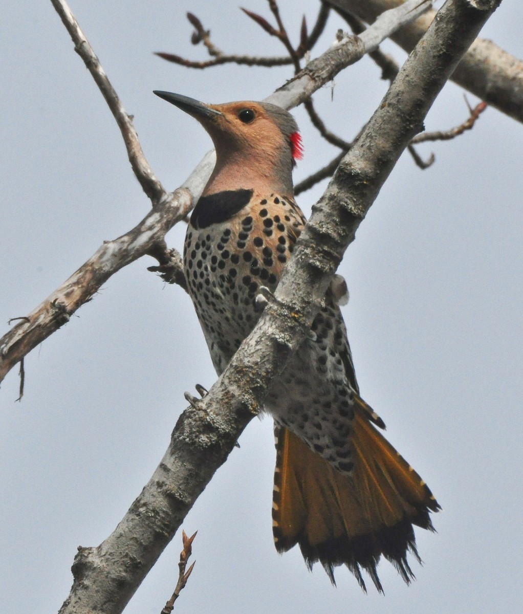 Northern Flicker (Yellow-shafted) - ML634810524
