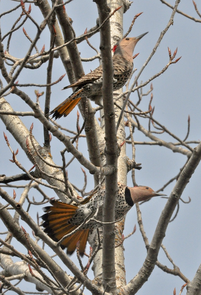 Northern Flicker (Yellow-shafted) - ML634810535