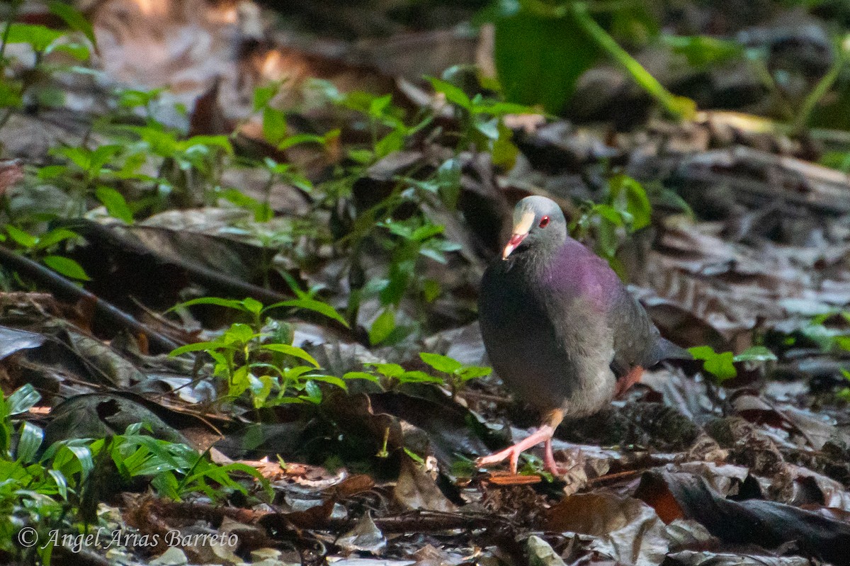 White-fronted Quail-Dove - ML634810554