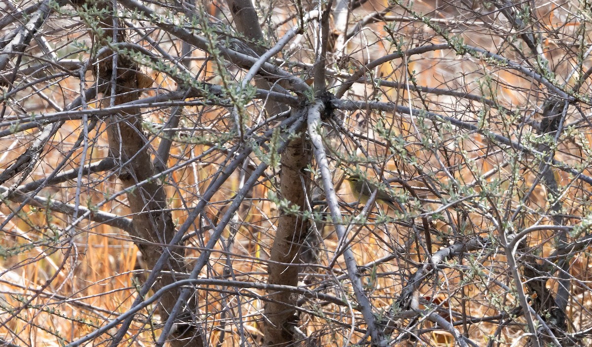 Tickell's Leaf Warbler (Tickell's) - ML634810612