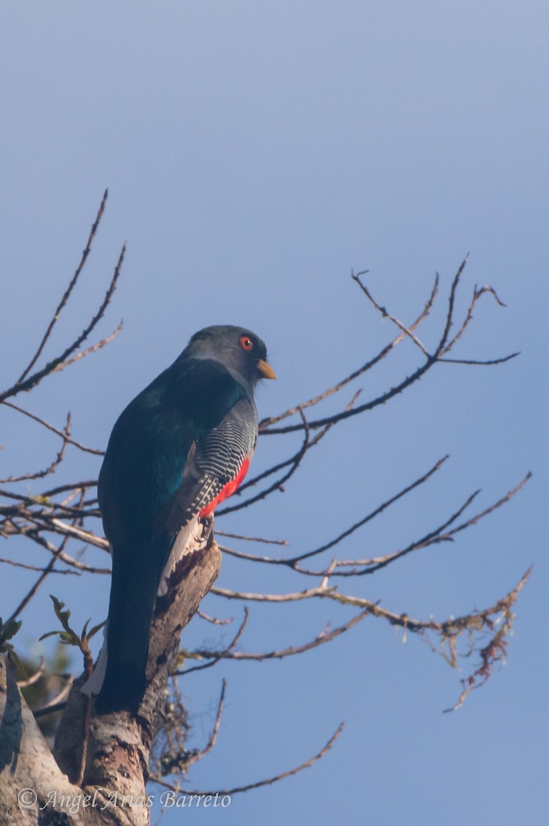 Hispaniolan Trogon - ML634810657