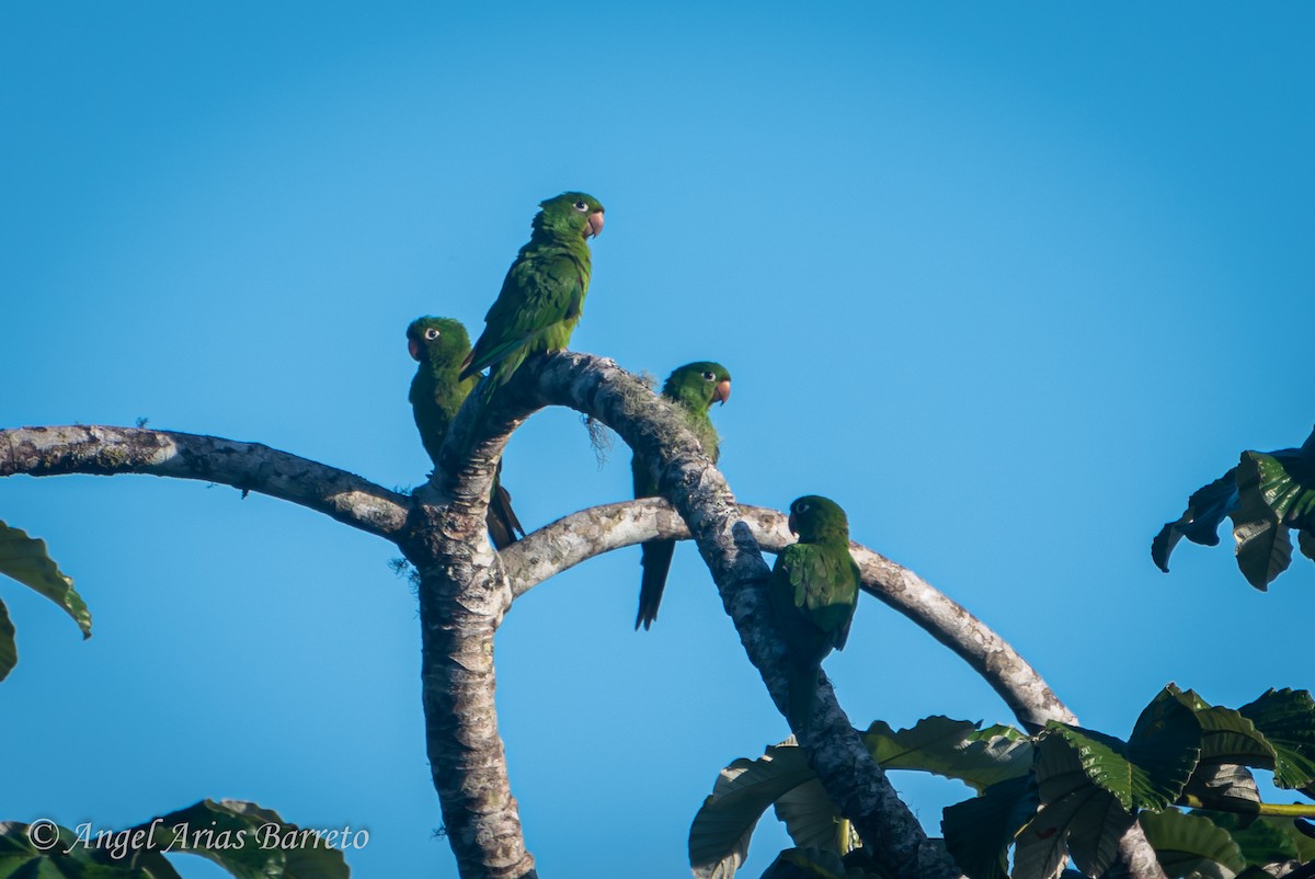 Hispaniolan Parakeet - ML634810682