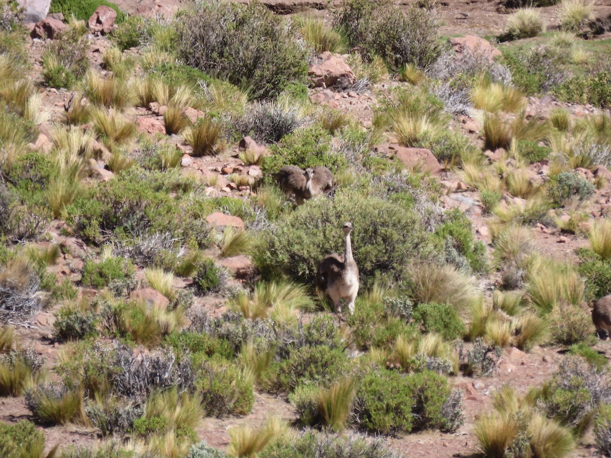 Lesser Rhea (Puna) - ML634810922