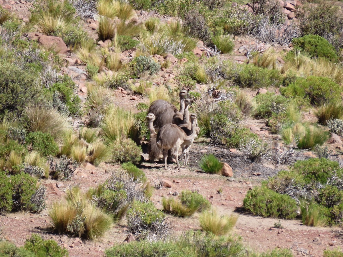 Lesser Rhea (Puna) - ML634810923