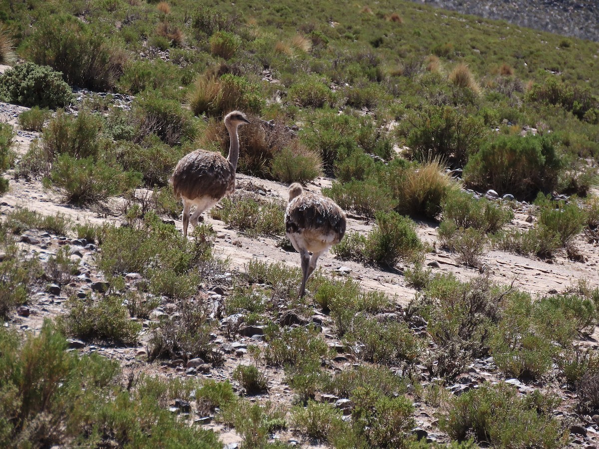 Lesser Rhea (Puna) - ML634810924