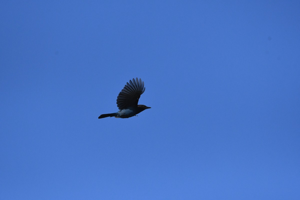 Steller's Jay - ML634811114