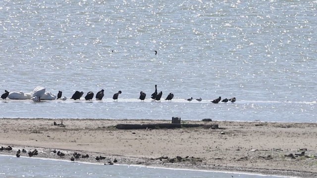 Cormorán Orejudo - ML634811286