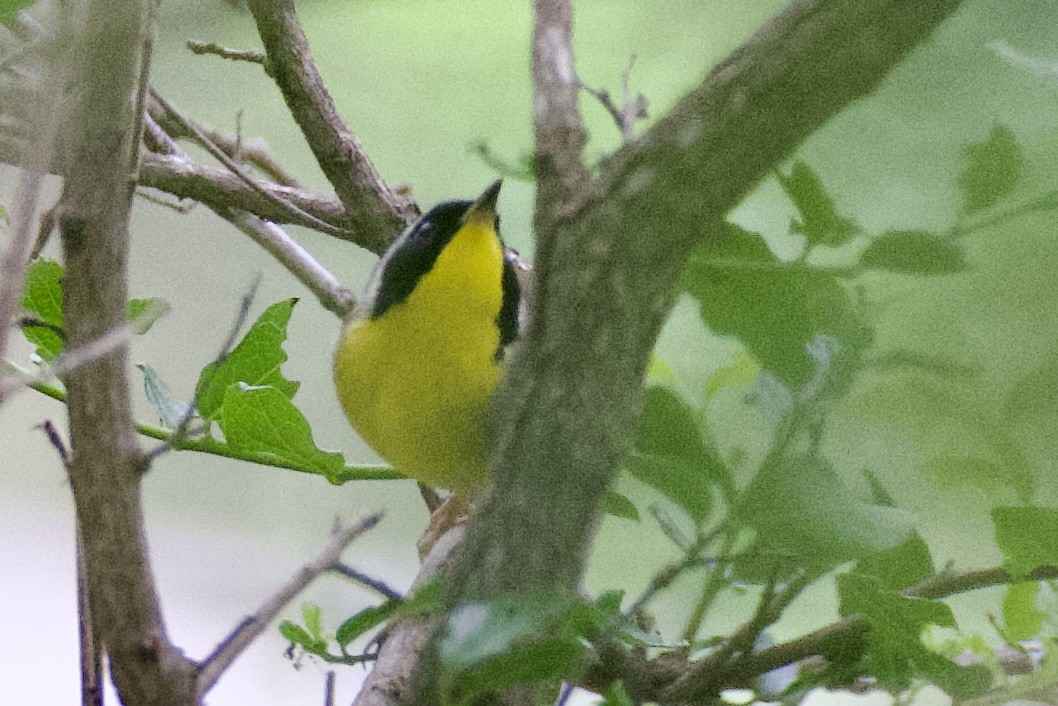 Common Yellowthroat - ML634811357