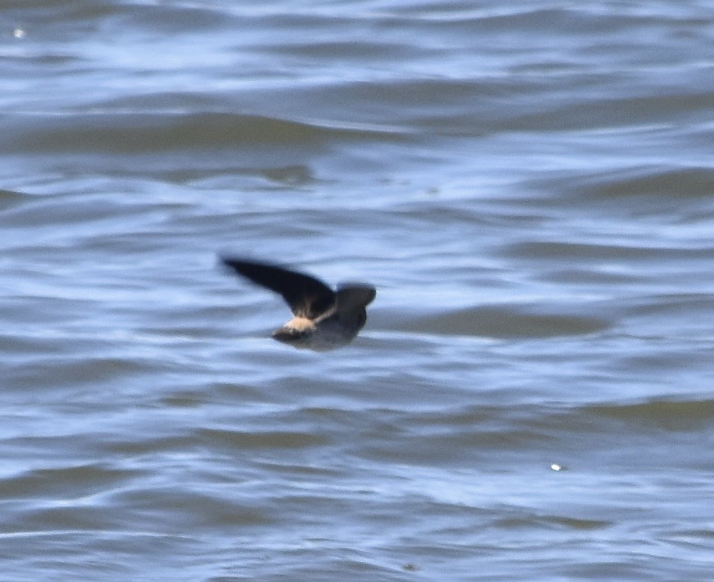 Cliff Swallow - ML634811384