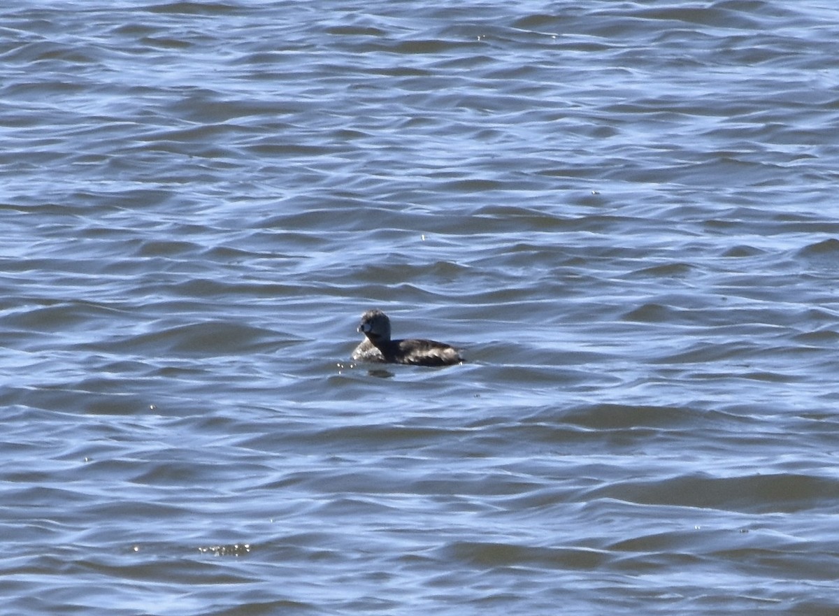 Pied-billed Grebe - ML634811409