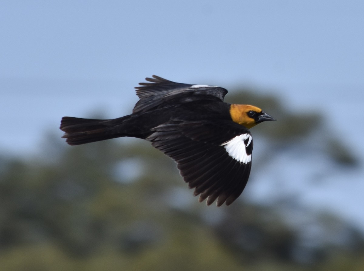 Yellow-headed Blackbird - ML634811422