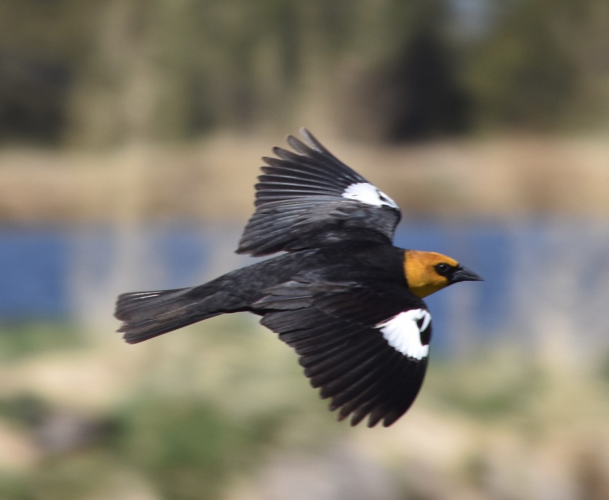 Yellow-headed Blackbird - ML634811431