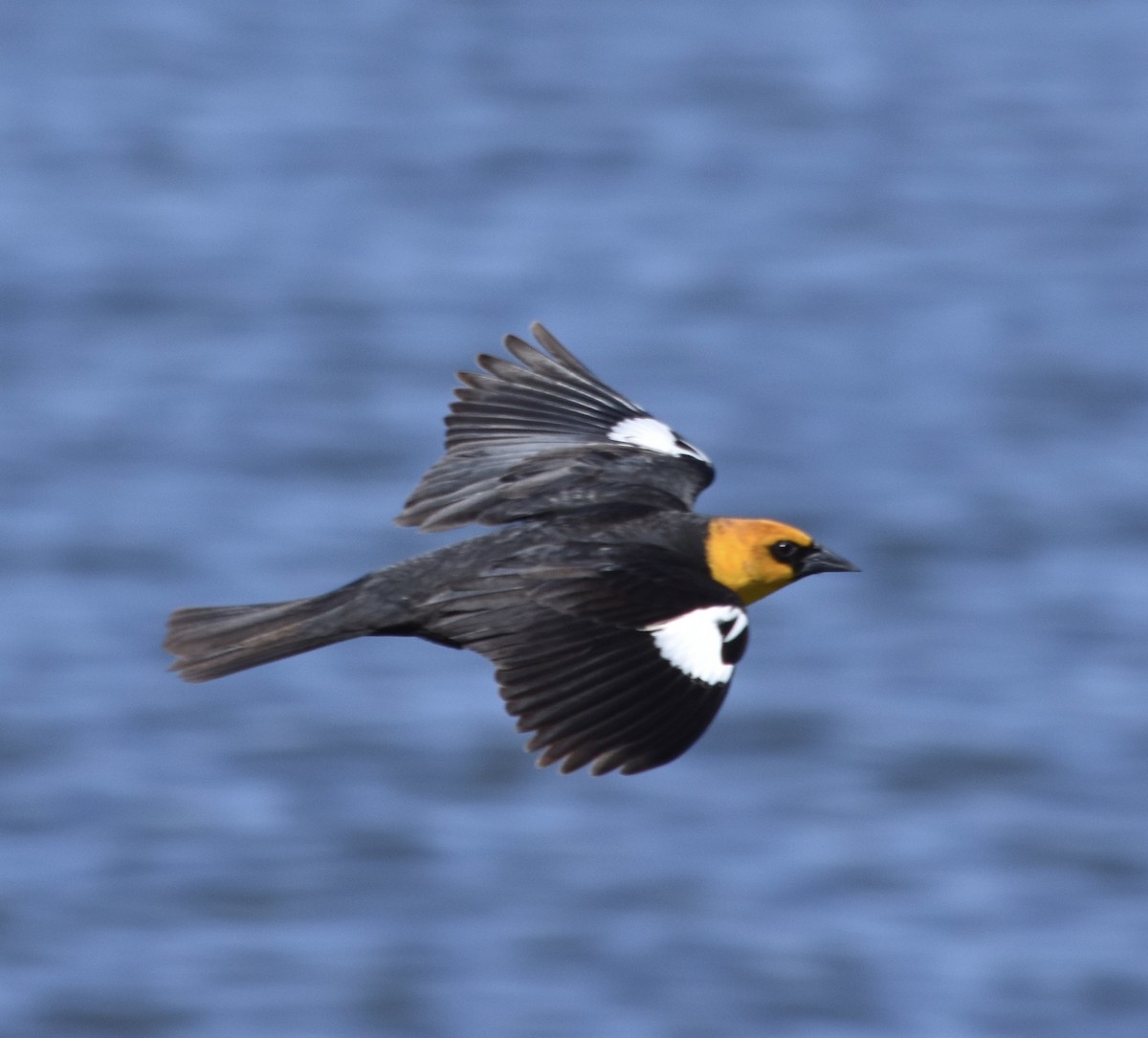 Yellow-headed Blackbird - ML634811432